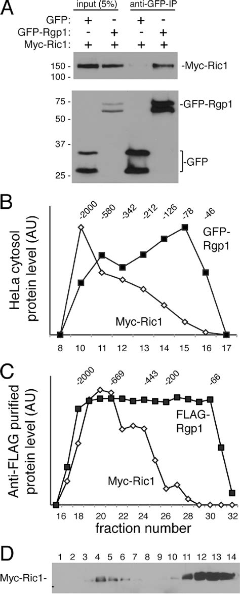 Figure From Ric Rgp Complex Is A Guanine Nucleotide Exchange Factor