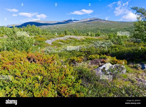 Tundra in wild Norwegian northern nature in summer in Europe Stock ...
