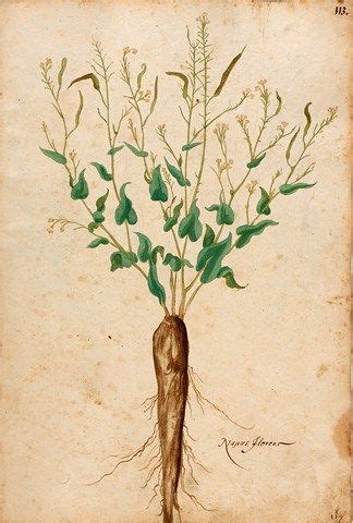 Over 1000 Free Botanical Vintage Prints Herbariums Botanical