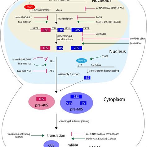 Ribosome Biogenesis Is Regulated At Multiple Steps By MicroRNAs