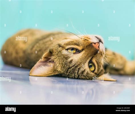 Cat looking sideways hi-res stock photography and images - Alamy