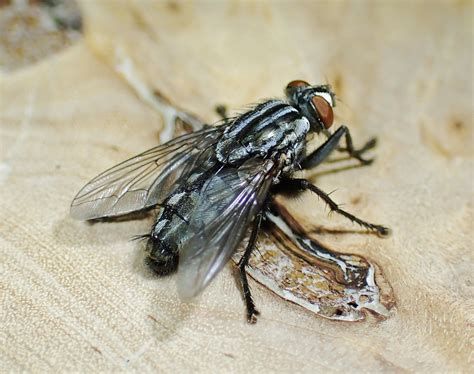 Sarcophaga Hirticrus Male Whiteford Burrows The Gower Flickr