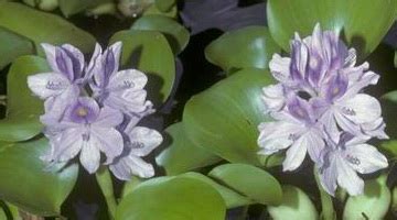 Водный гиацинт: фото, посадка и уход, как сохранить эйхорнию зимой в ...