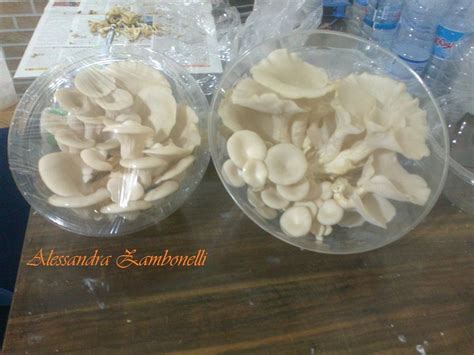 Cultivation Oyster Mushroom or Pleurotus florida | Download Scientific ...