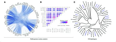 | (A) Circos plot. The Circos plot represents the syntenic relationship ... 