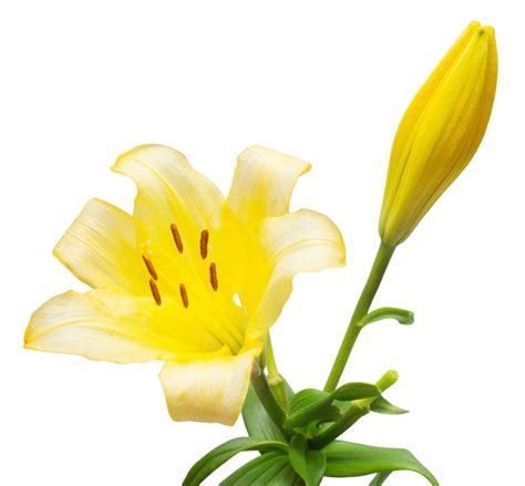 Yellow Asiatic Lilies, Asiatic Lilies in Bulk | Wholesaleflowers.net