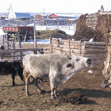 Razze Bovine Yakut