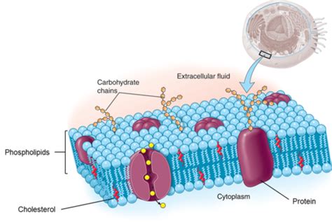 Understanding Aandp Chapter 3 Cells Flashcards Quizlet