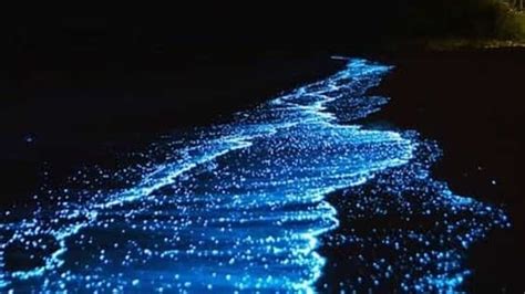 5 Night Beaches In India That Glow In The Dark Hindustan Times