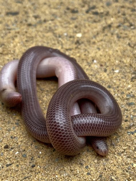 Blackish Blind Snake From Glenning Rd Glenning Valley Nsw Au On