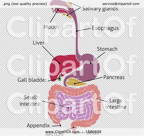 Clipart of a Digestive Tract Diagram, Labeled with Text - Royalty Free ...