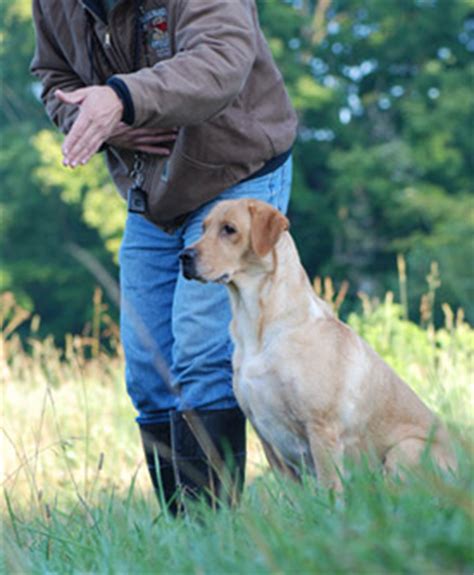 Valentine One: Hunting Dog Training