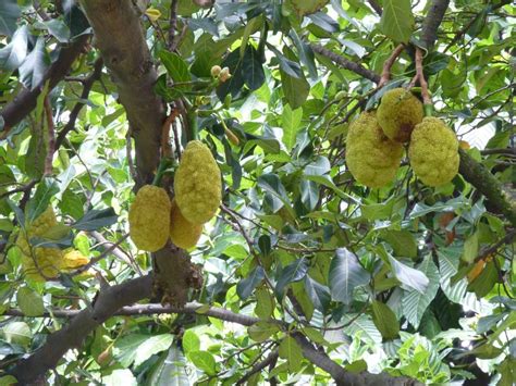 Árbol Del Pan Telemedellín