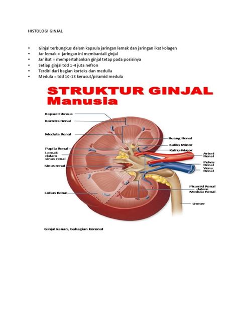 Histologi Ginjal Pdf