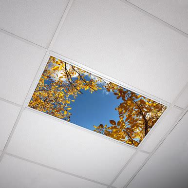 Immerse Your Classroom in Fall Colors: Autumn Trees Classroom Light Cover (2x4)