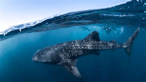 Swim With Whale Sharks Full Day Snorkel Tour Ningaloo Reef Adrenaline