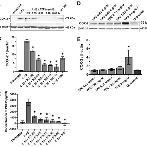 Nhibition Of COX 2 Protein Induction And Raised PGE2 Levels Upon