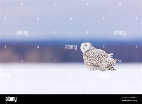 Buho Nival Snowy Owl Nyctea Scandiaca Stock Photo Alamy