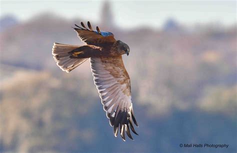 Marsh Harrier 9998.jpg | BirdForum