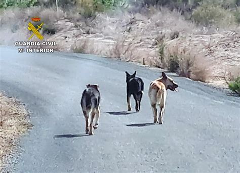 Investigan A Dos Personas Por El Abandono De Varios Perros Que Causaron