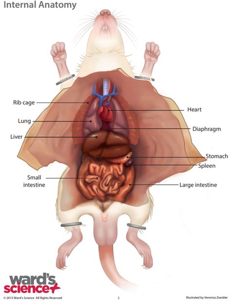 Rat Dissection Diagram Quizlet