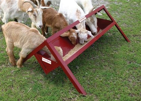 Goat Feeder Goat Feeder Goats Feeding Goats