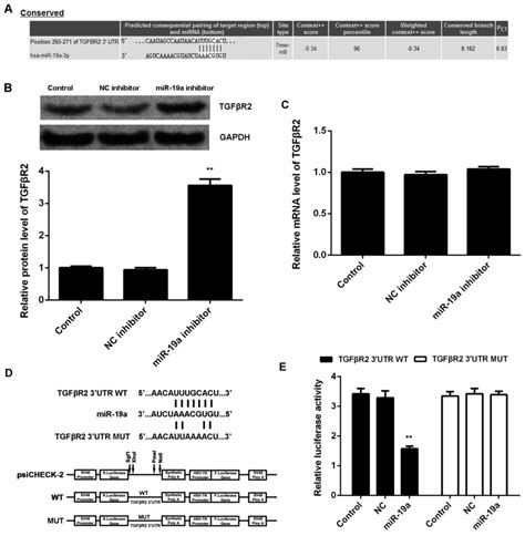 Microrna 19a Promotes Nasopharyngeal Carcinoma By Targeting