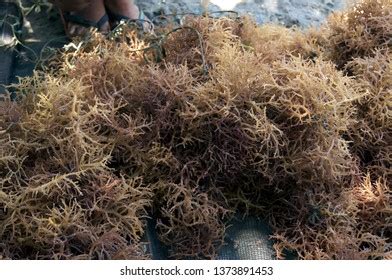 Eucheuma Denticulatum Spinosum Seaweed Stock Photo 1373891453 ...