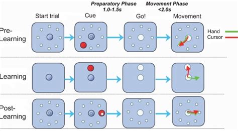 Visuomotor Learning Task Each Trial Began When The Monkey Centered The