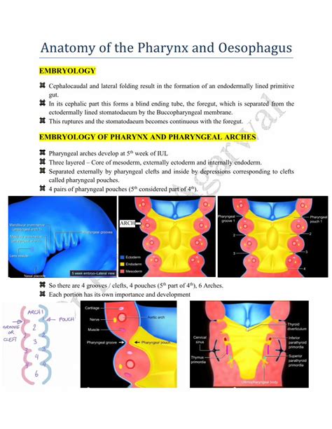 Pdf Embryology And Anatomy Of Pharynx And Esophagusdrpulkitagarwal