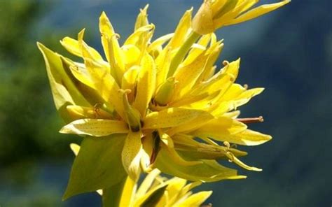 Горечавка крупнолистная лечебные свойства