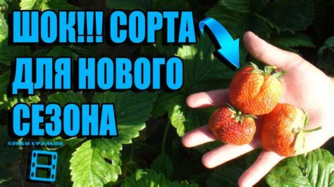 СУПЕР СОРТА КЛУБНИКИ (ЗЕМЛЯНИКИ) ДЛЯ ПОСАДКИ В НОВОМ СЕЗОНЕ. САД ...