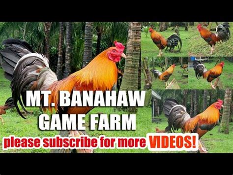 MT BANAHAW GAME FARM YouTube