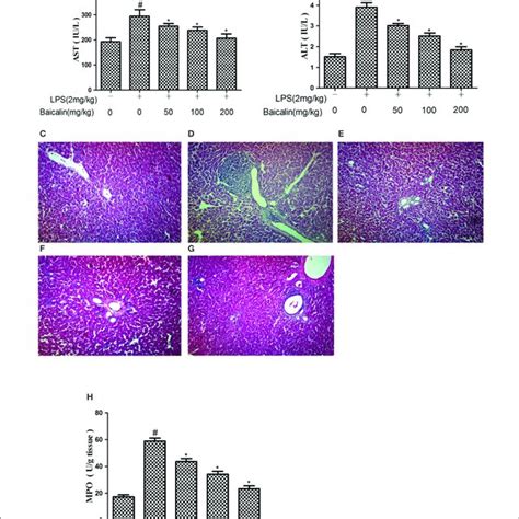 Baicalin Pretreatment Alleviated Lps Induced Liver Inflammation