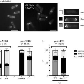 O Affects The Actin Cytoskeleton In Flp In Cells A The