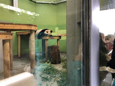 Giant Panda Indoor Enclosure at Edinburgh Zoo (2020) - ZooChat