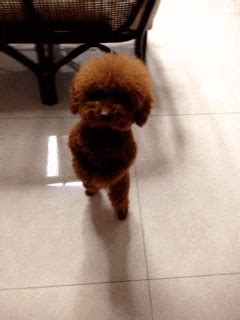 Dancing Animal GIFs - Get the best GIF on GIPHY