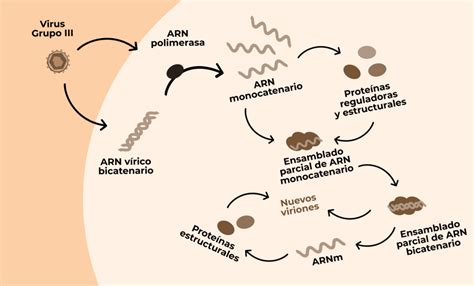 Virus Iii El Ciclo Replicativo De Los Virus Genotipia
