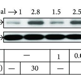 Tnf Induced Cpla Expression Is Mediated Via The Formation Of A