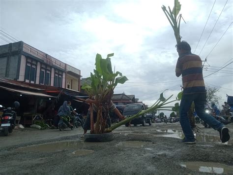 Warga Meulaboh Tanam Pohon Pisang Di Jalan Rusak Sebagai Bentuk Protes