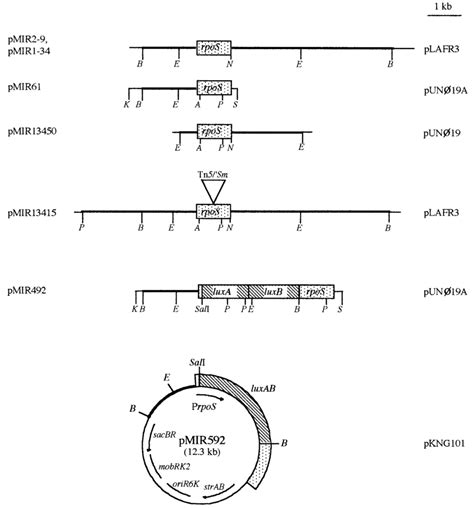 Restriction Maps Of Plasmids Harboring The P Putida Rpos Gene