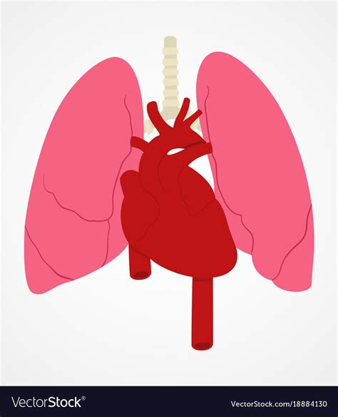 Unique And Simple Heart And Lungs With Medical Trading, 60% OFF