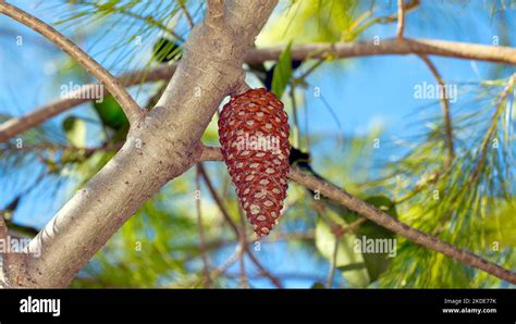 Pine Cone Hanging From Tree Branch Saranda Albania Stock Photo Alamy