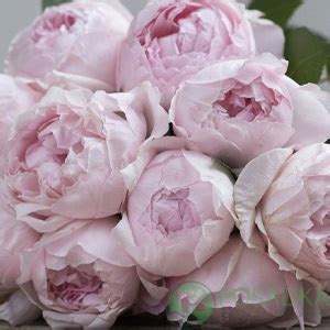Роза английская Пиони Пинк (Peony Pink) - купить в Украине