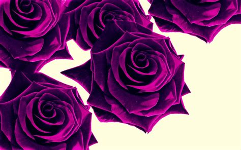 Purple Roses Wallpapers Wallpaper Cave