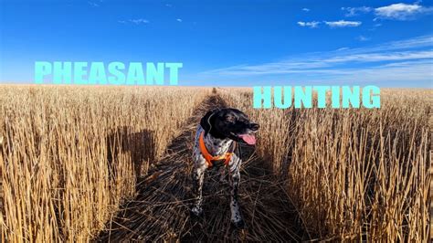 Walk In Access Program Colorado Pheasant Hunting Youtube