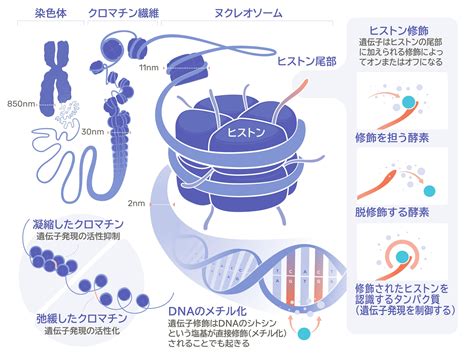 エピジェネティクスとは│生物学の用語解説│リケラボ｜生物分野の用語解説