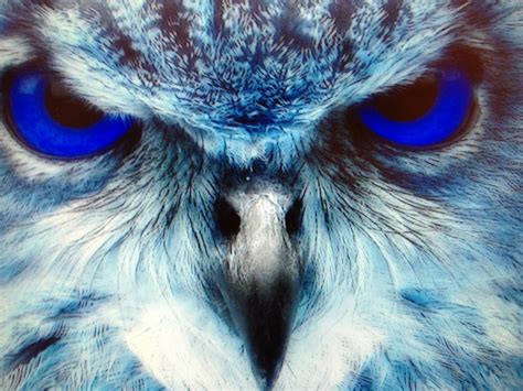 Blue Eyes Owl Eyes Owl Pictures Pet Birds