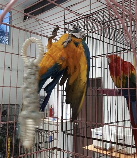 Blue and Gold Macaw - Top Blue and Gold Macaw Breeders