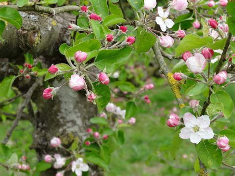 Free Images Landscape Nature Blossom Fruit Berry Flower Food